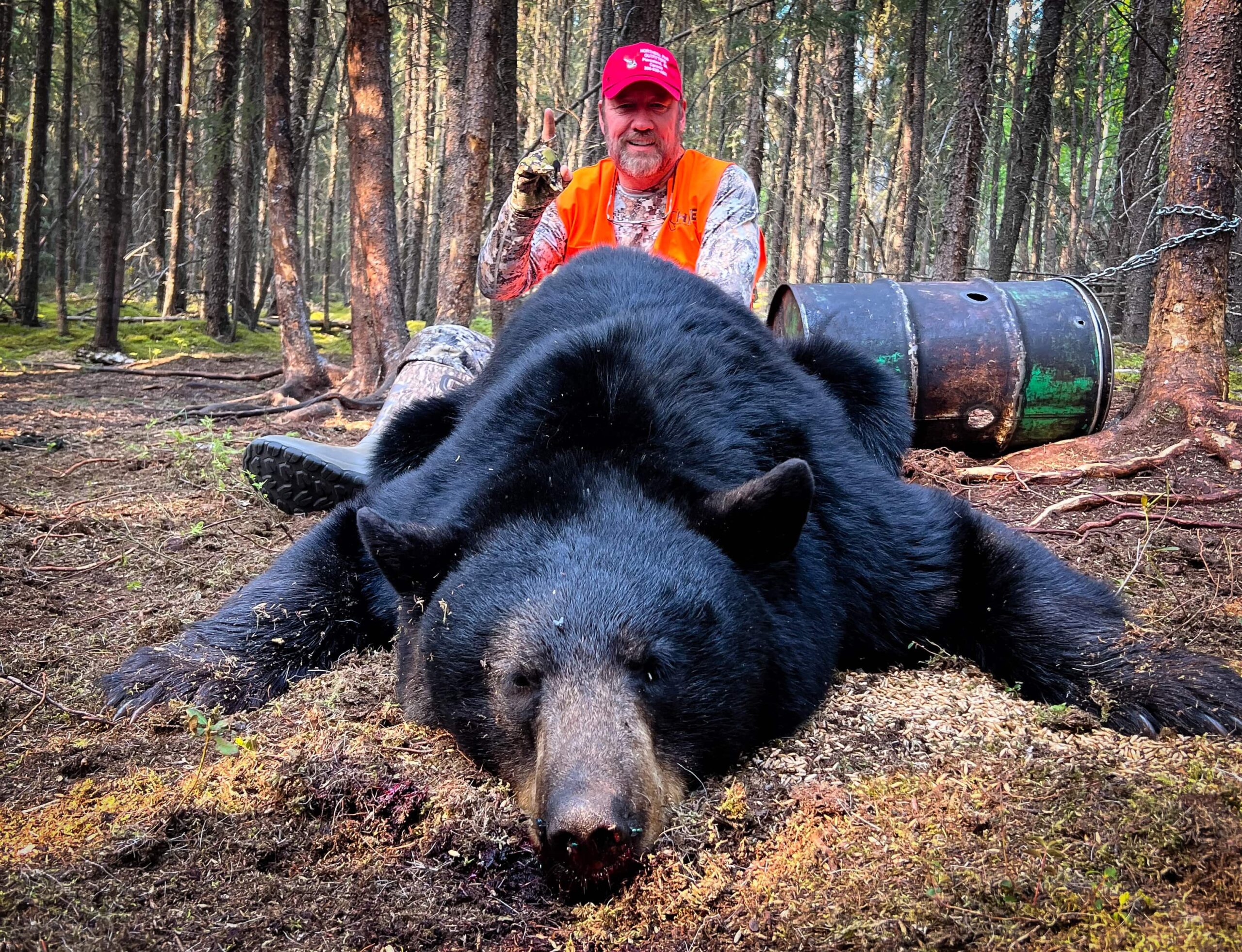 Saskatchewan Black Bear