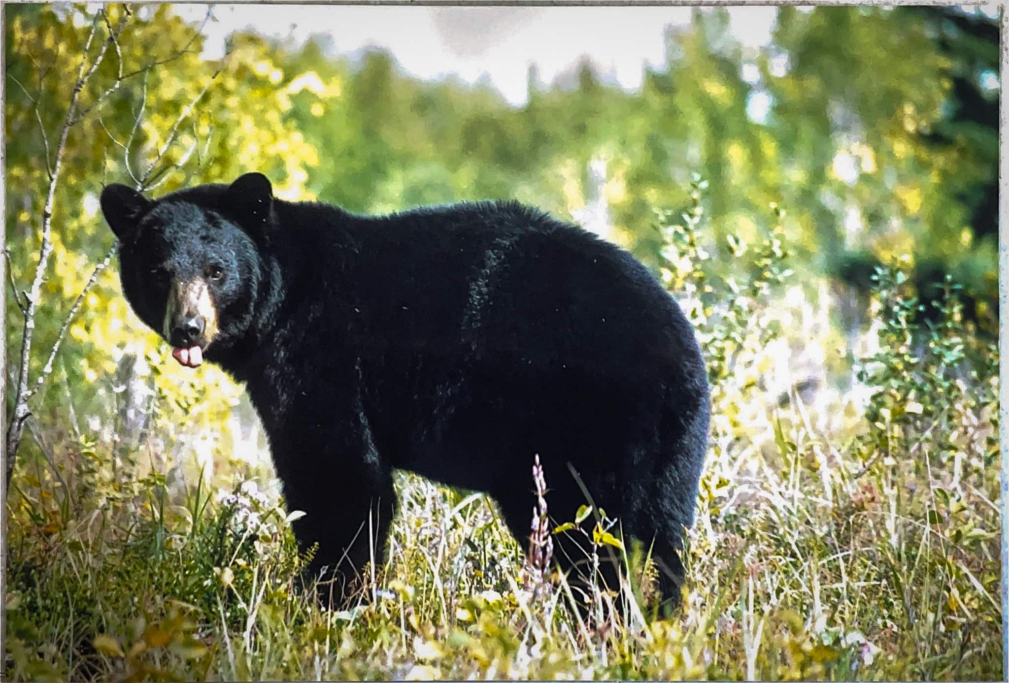 Saskatchewan Bear Hunt